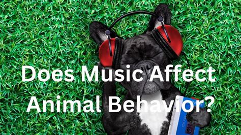 Does Music Affect Animal Behavior? Or Does the Presence of Humans?